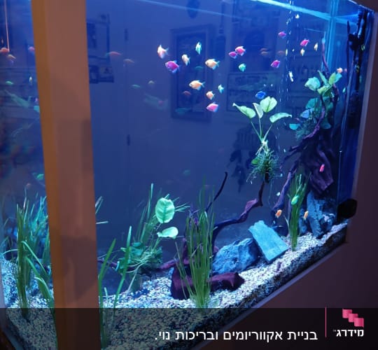 אקווריום עם דגים וצמחים במים